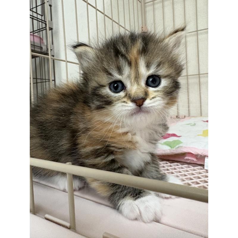 販売中の愛知県のミヌエット-139071の4枚目