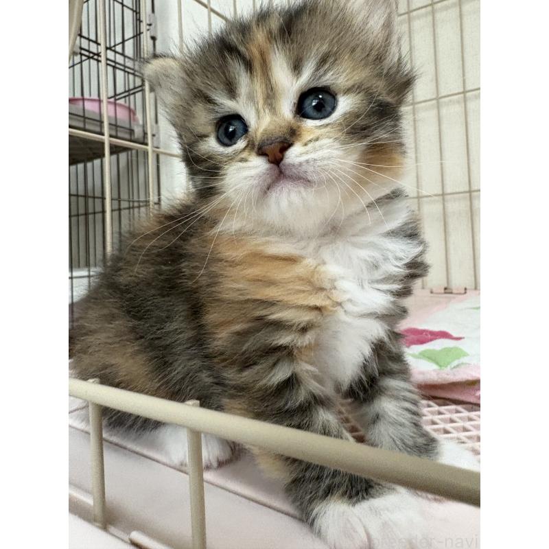 販売中の愛知県のミヌエット-139071の3枚目