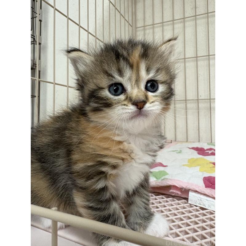 販売中の愛知県のミヌエット-139071の2枚目