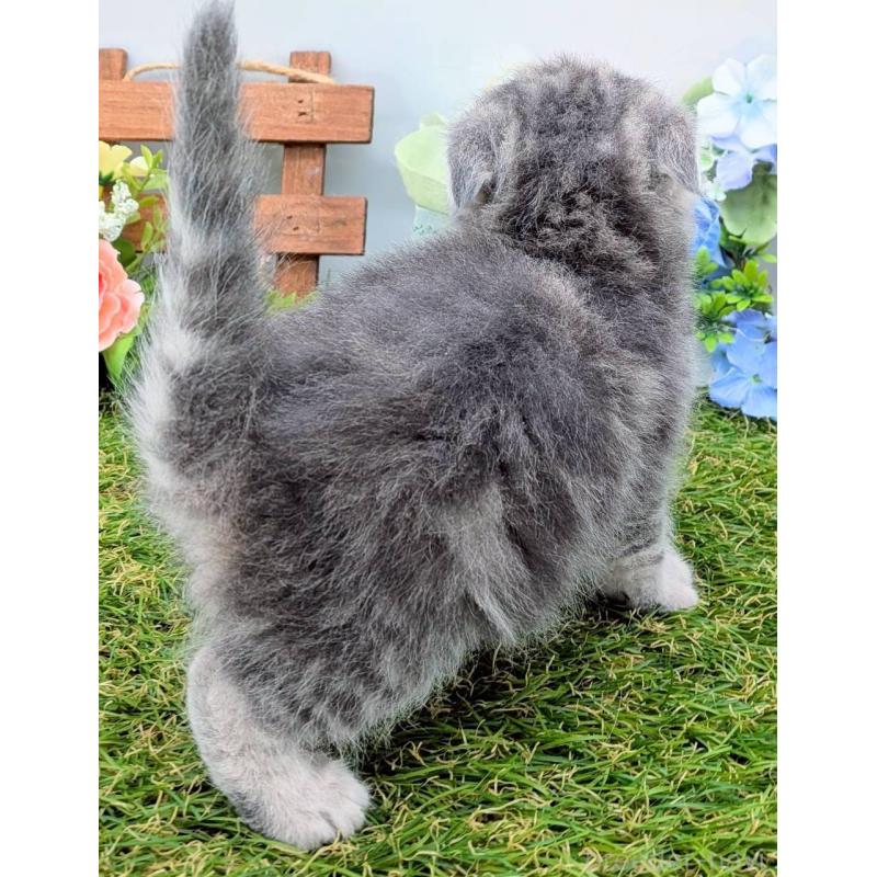 販売中の大阪府のスコティッシュフォールド(折れ耳)-139072の4枚目