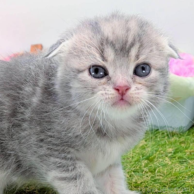 販売中の大阪府のスコティッシュフォールド(折れ耳)-139072の1枚目