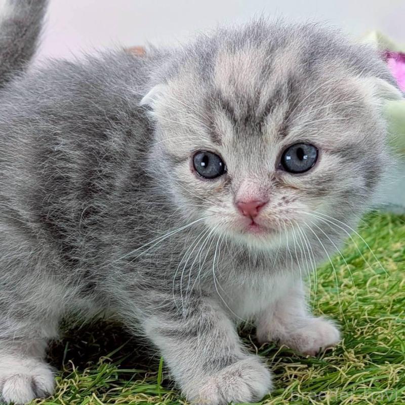 販売中の大阪府のスコティッシュフォールド(折れ耳)-139072の3枚目