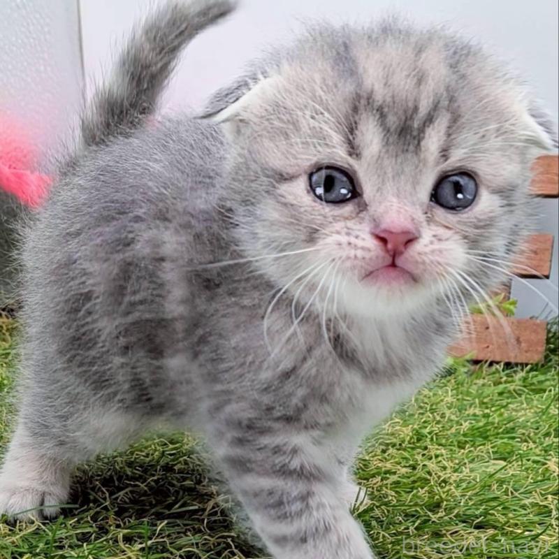 販売中の大阪府のスコティッシュフォールド(折れ耳)-139072の2枚目