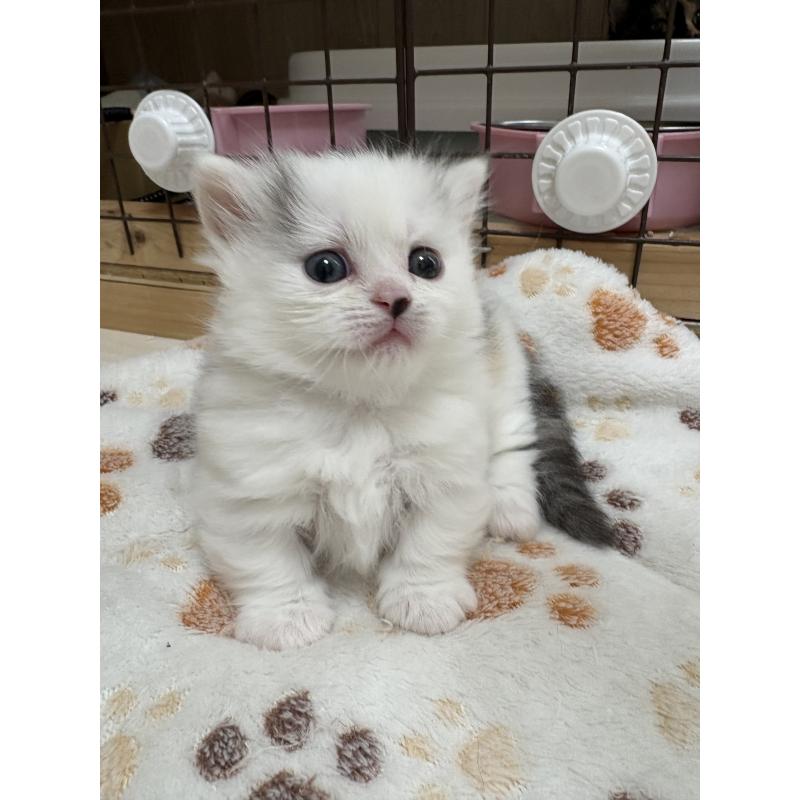 販売中の愛知県のミヌエット-139075の4枚目