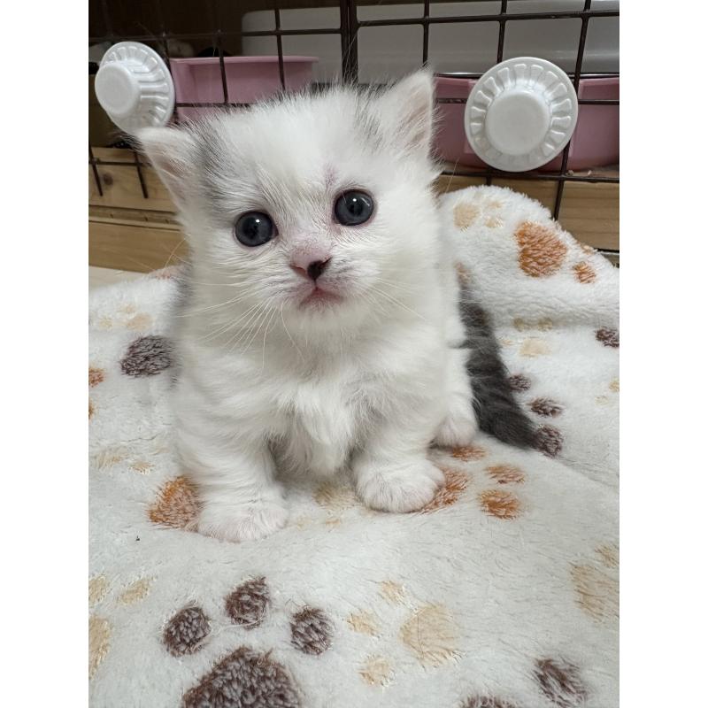 販売中の愛知県のミヌエット-139075の3枚目