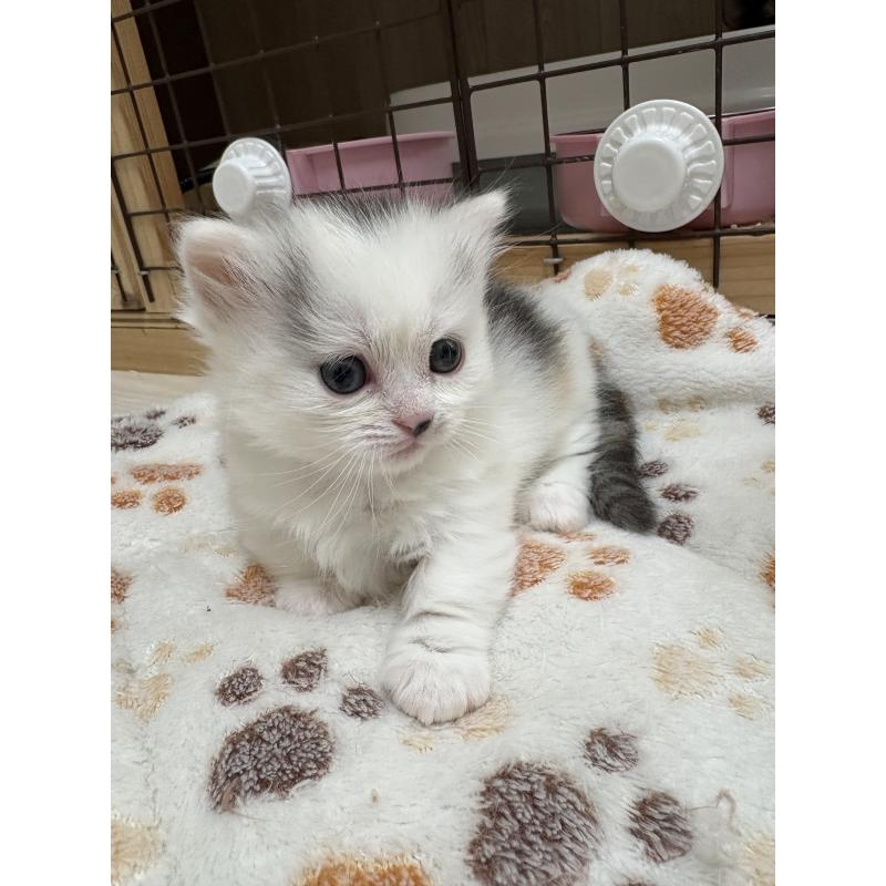 販売中の愛知県のミヌエット-139075の2枚目