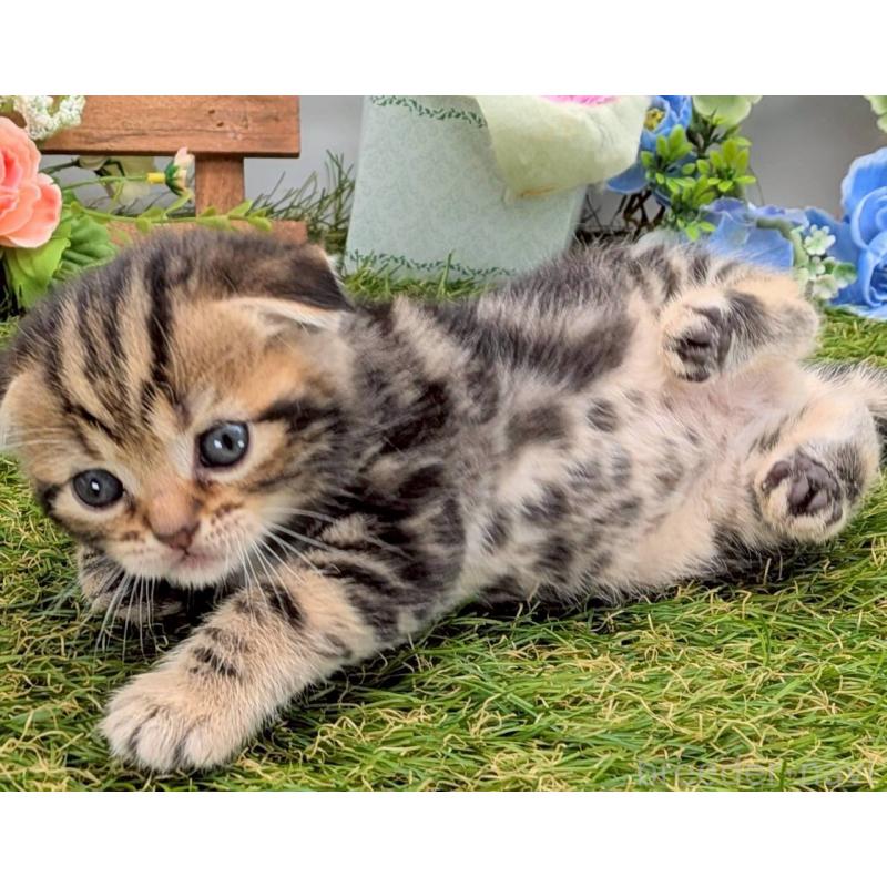 販売中の大阪府のスコティッシュフォールド(折れ耳)-139073の10枚目