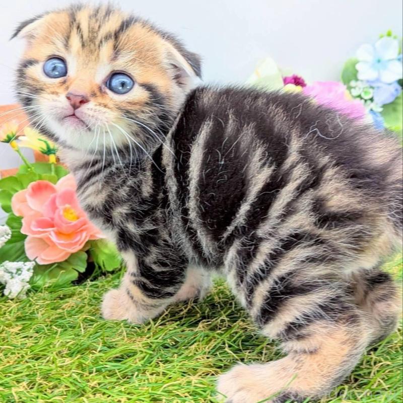 販売中の大阪府のスコティッシュフォールド(折れ耳)-139073の9枚目