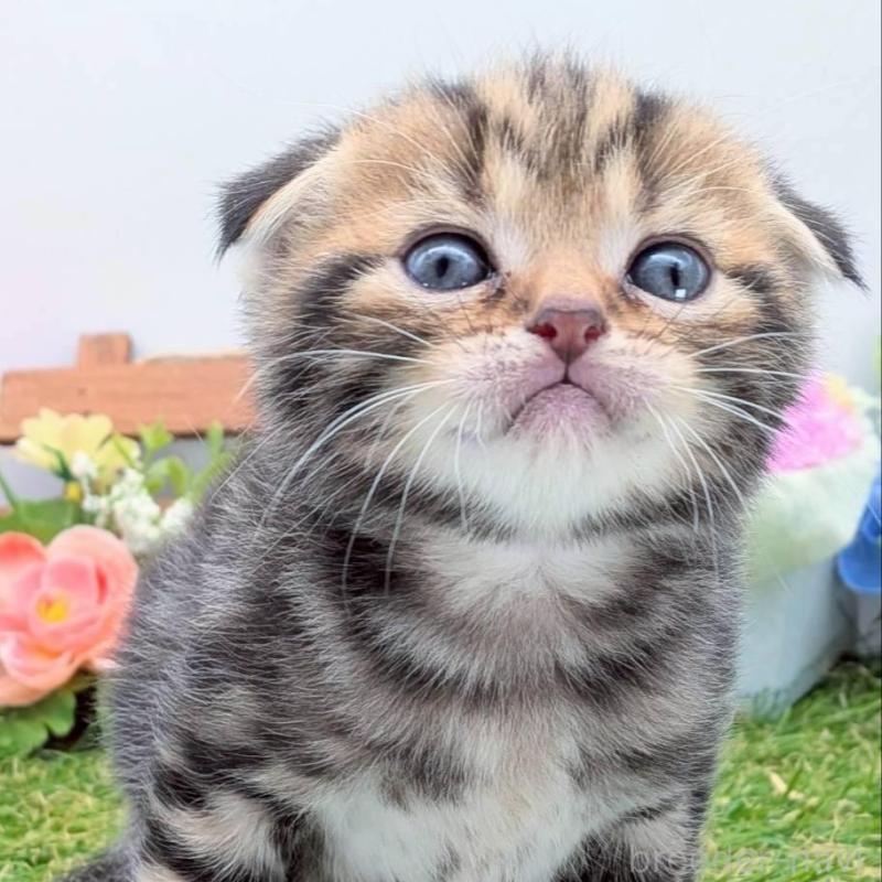 販売中の大阪府のスコティッシュフォールド(折れ耳)-139073の8枚目