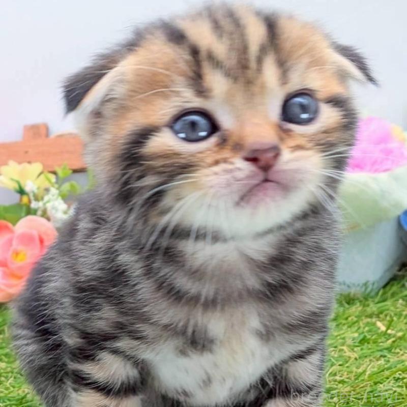 販売中の大阪府のスコティッシュフォールド(折れ耳)-139073の7枚目