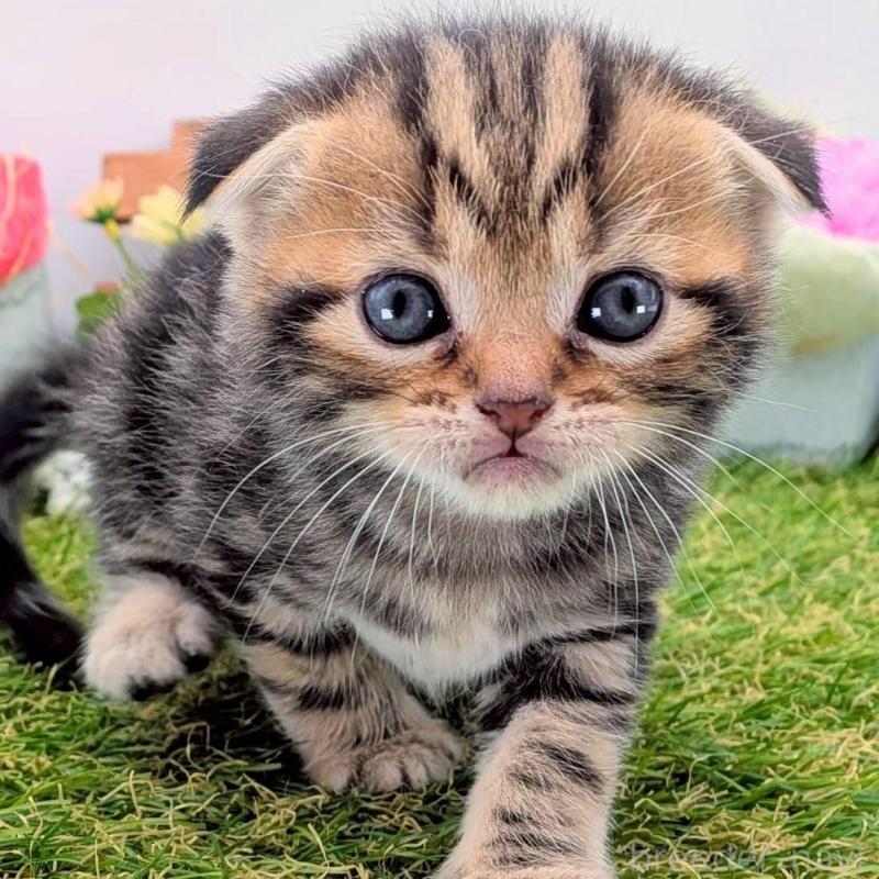 販売中の大阪府のスコティッシュフォールド(折れ耳)-139073