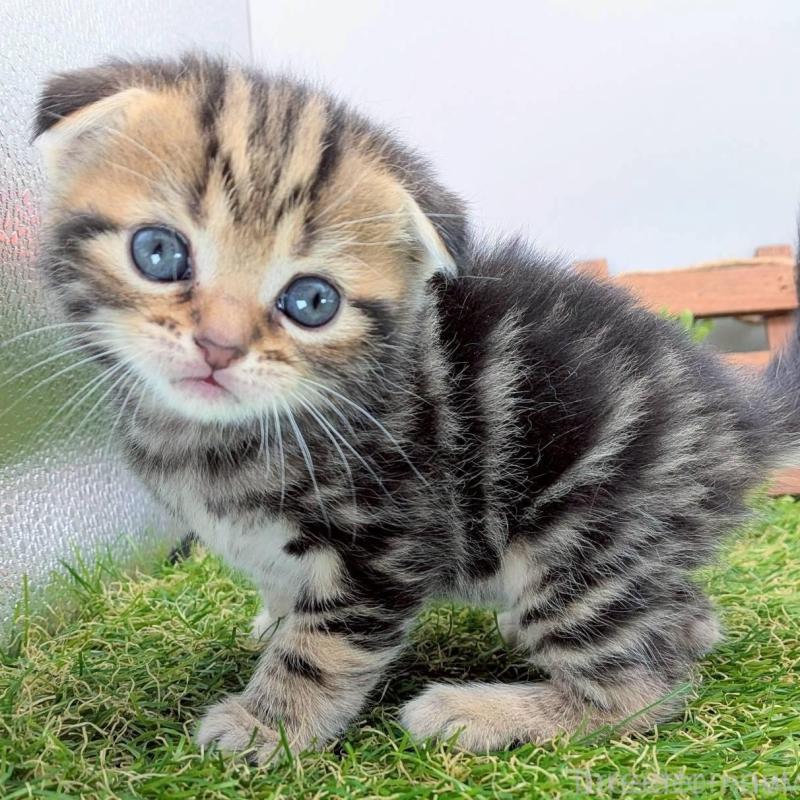 販売中の大阪府のスコティッシュフォールド(折れ耳)-139073の6枚目