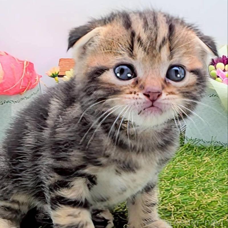 販売中の大阪府のスコティッシュフォールド(折れ耳)-139073の5枚目