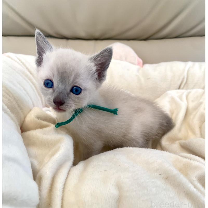 販売中の東京都のロシアンブルー-139074