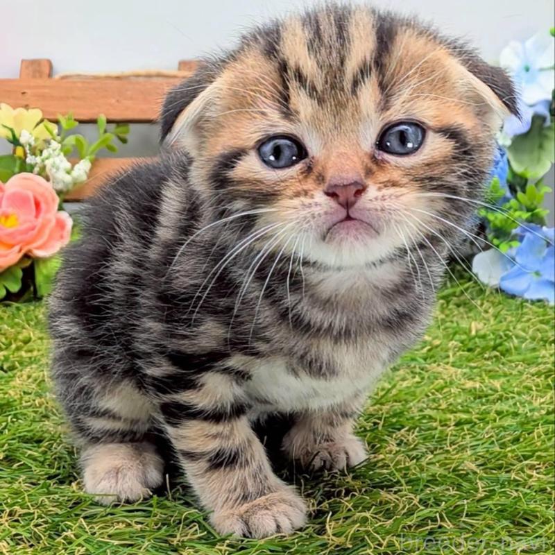 販売中の大阪府のスコティッシュフォールド(折れ耳)-139073の4枚目