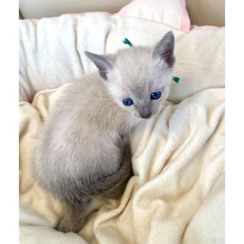 販売中の東京都のロシアンブルー-139074の7枚目