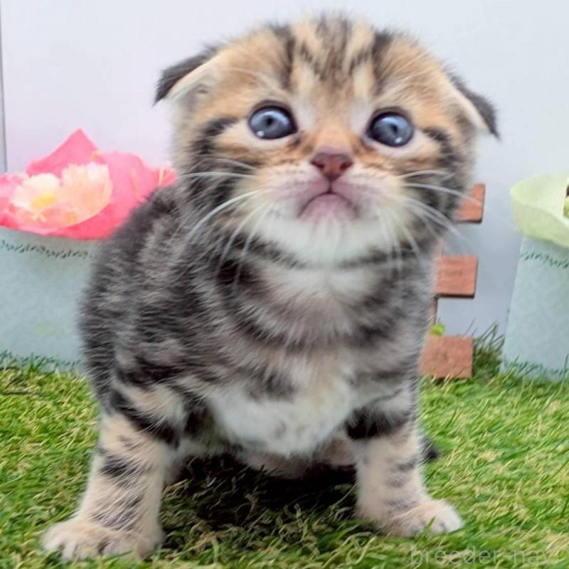 販売中の大阪府のスコティッシュフォールド(折れ耳)-139073の3枚目