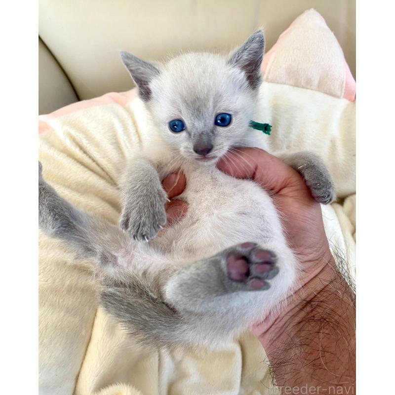 販売中の東京都のロシアンブルー-139074の6枚目