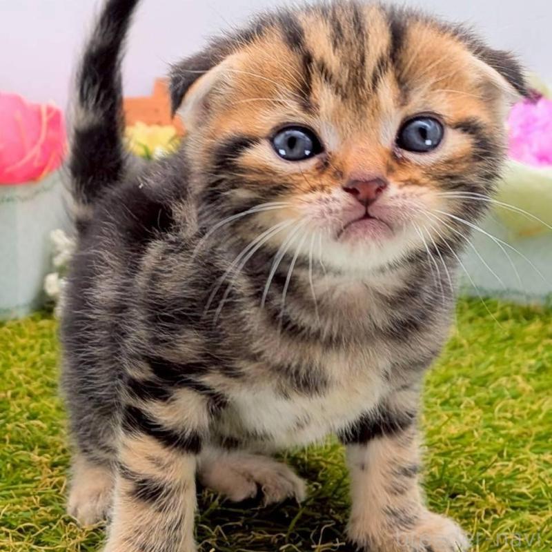 販売中の大阪府のスコティッシュフォールド(折れ耳)-139073の2枚目