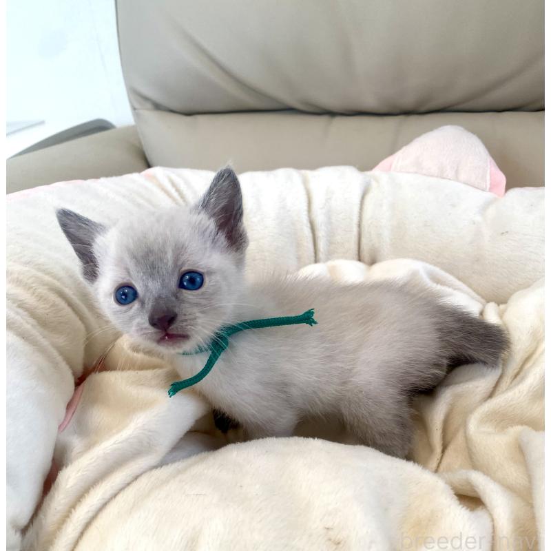 販売中の東京都のロシアンブルー-139074の5枚目