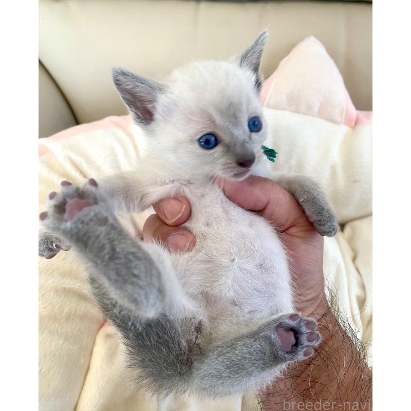 販売中の東京都のロシアンブルー-139074の4枚目