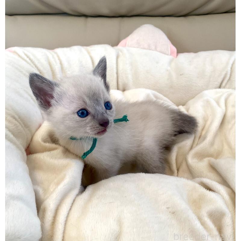 販売中の東京都のロシアンブルー-139074の3枚目