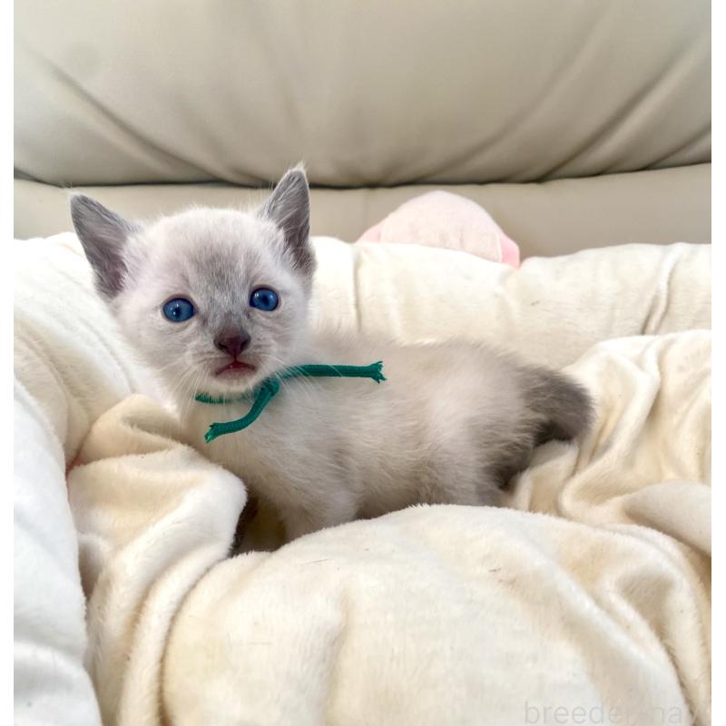 販売中の東京都のロシアンブルー-139074の2枚目