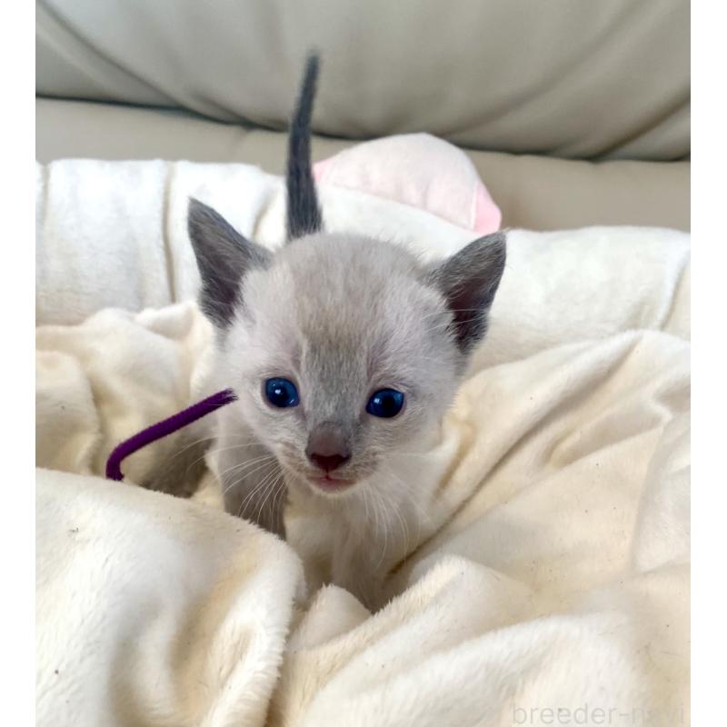 販売中の東京都のロシアンブルー-139076