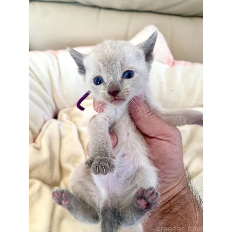 販売中の東京都のロシアンブルー-139076の7枚目