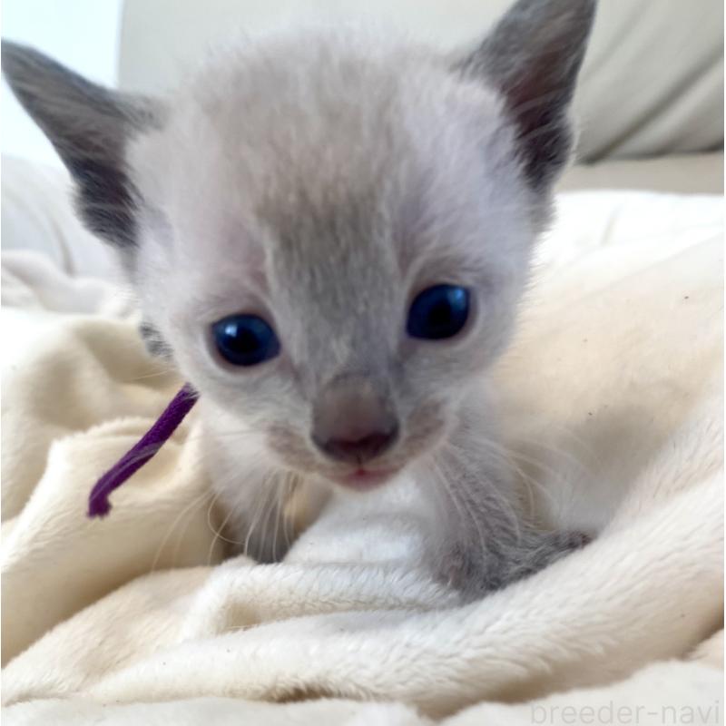 販売中の東京都のロシアンブルー-139076の6枚目