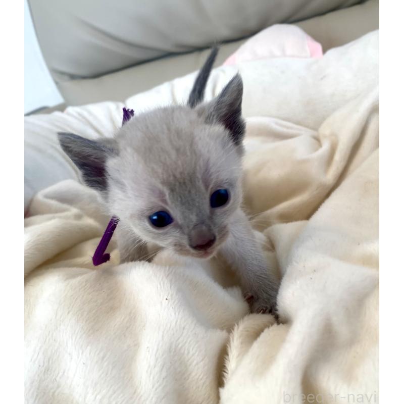 販売中の東京都のロシアンブルー-139076の5枚目