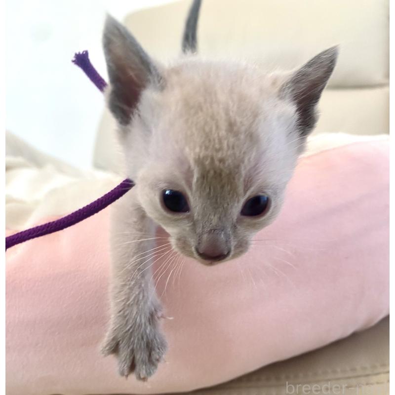 販売中の東京都のロシアンブルー-139076の4枚目