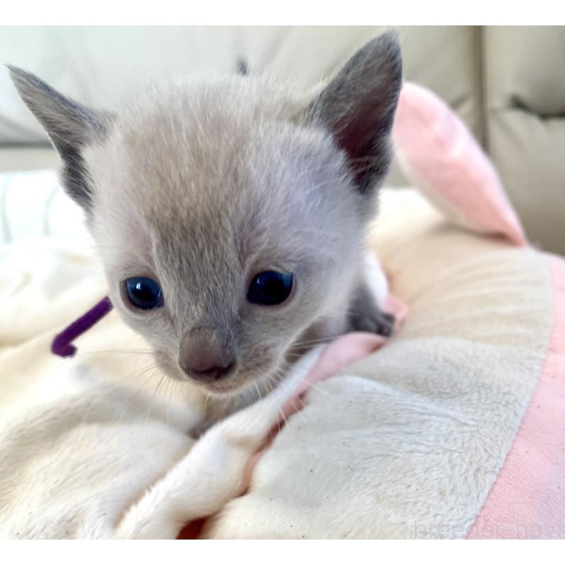 販売中の東京都のロシアンブルー-139076の3枚目