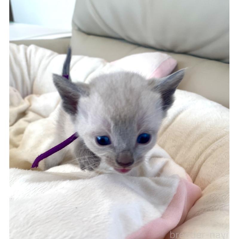 販売中の東京都のロシアンブルー-139076の2枚目