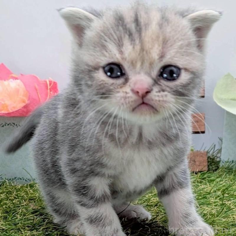 販売中の大阪府のスコティッシュフォールド(折れ耳)-139077の5枚目