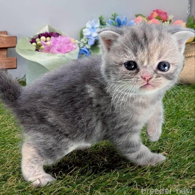 販売中の大阪府のスコティッシュフォールド(折れ耳)-139077の4枚目