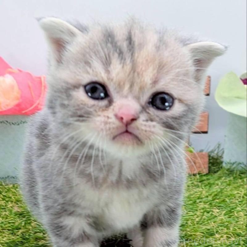 販売中の大阪府のスコティッシュフォールド(折れ耳)-139077の3枚目