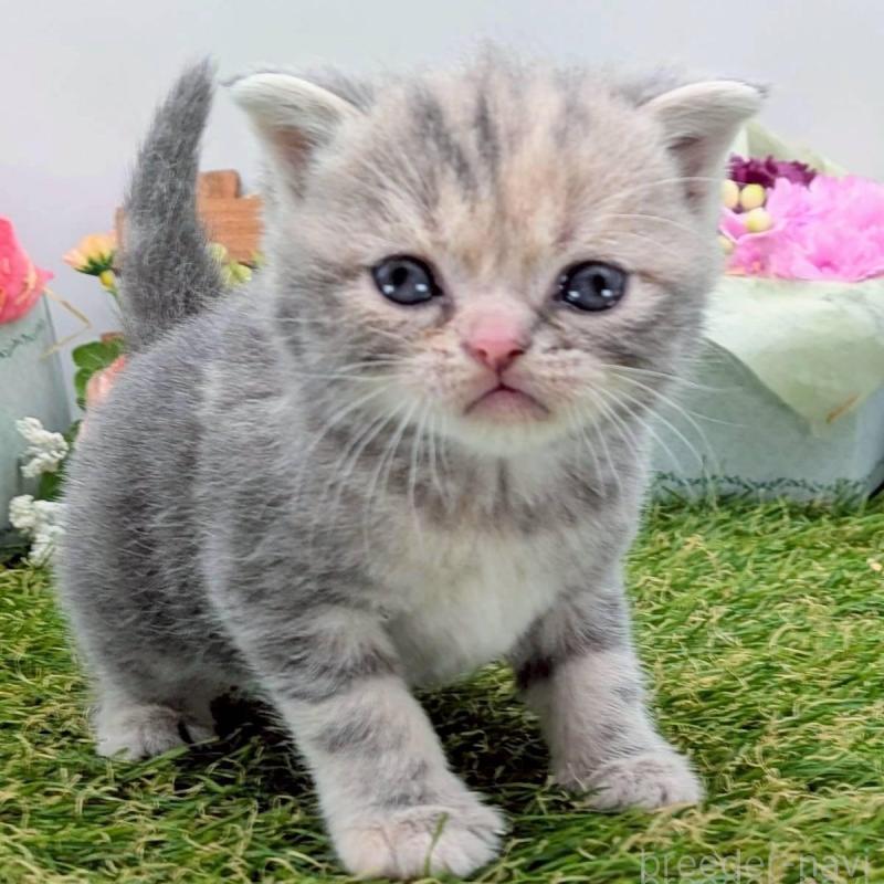 販売中の大阪府のスコティッシュフォールド(折れ耳)-139077