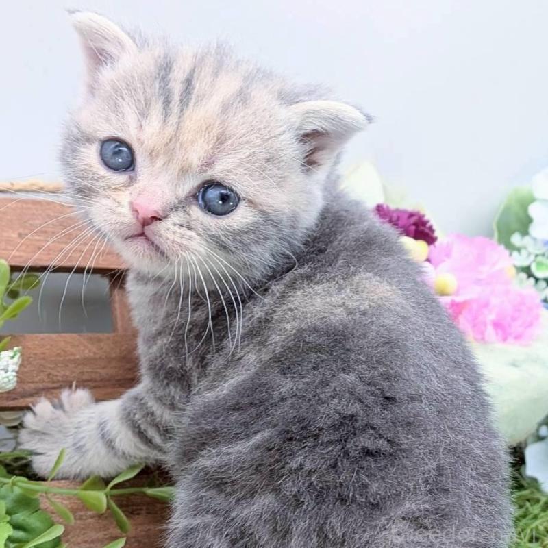 販売中の大阪府のスコティッシュフォールド(折れ耳)-139077の2枚目