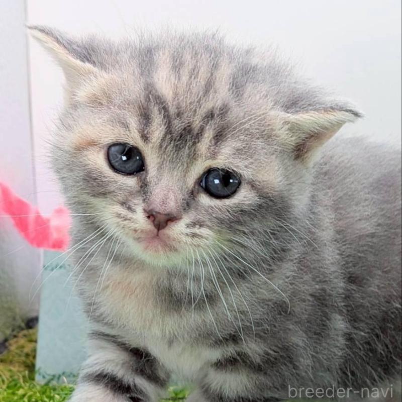 販売中の大阪府のスコティッシュフォールド-139078の4枚目