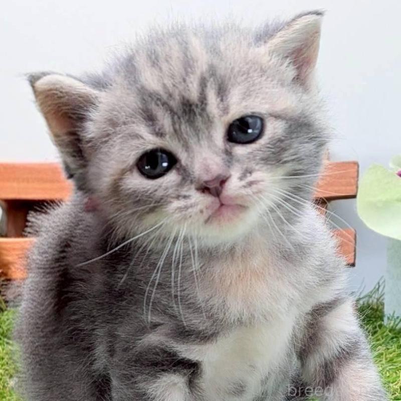 販売中の大阪府のスコティッシュフォールド-139078の3枚目