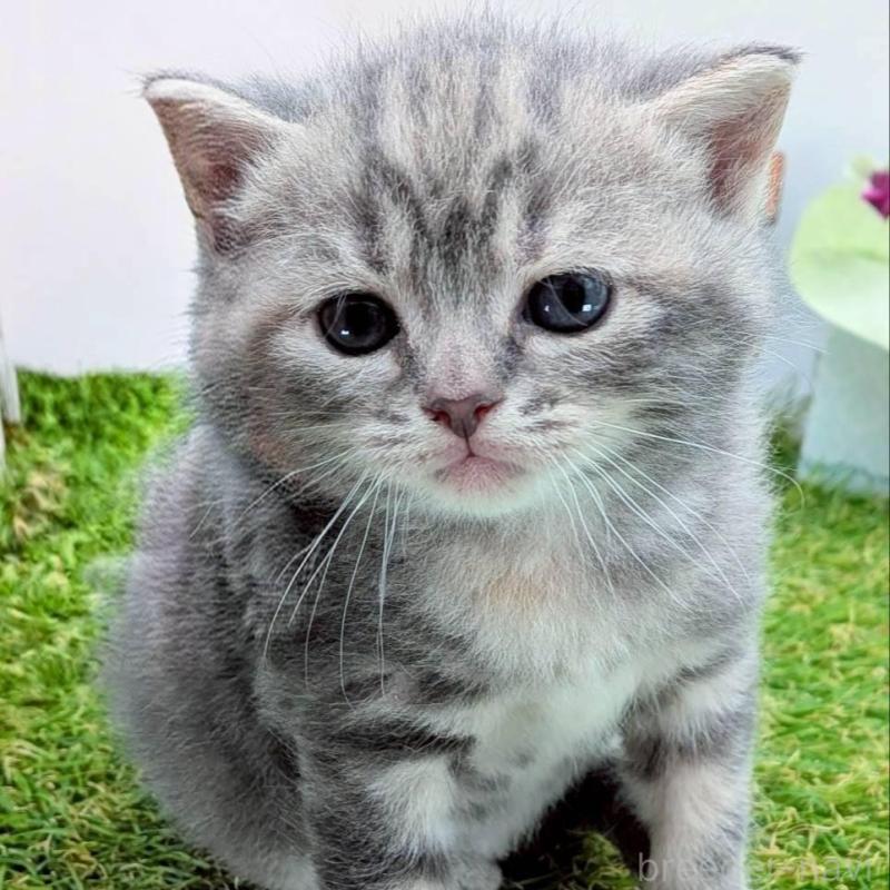 販売中の大阪府のスコティッシュフォールド-139078の2枚目