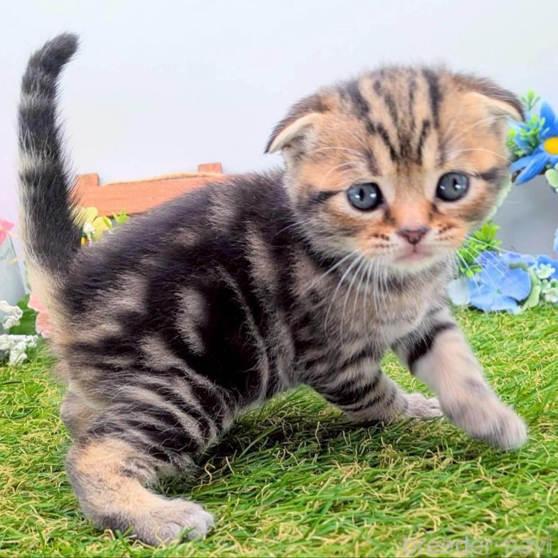 販売中の大阪府のスコティッシュフォールド(折れ耳)-139079の5枚目