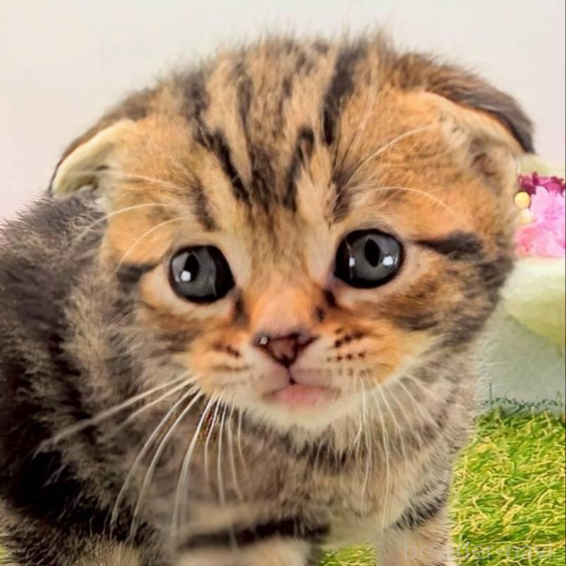 販売中の大阪府のスコティッシュフォールド(折れ耳)-139079