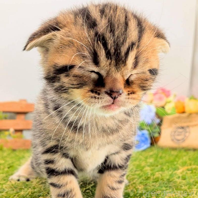 販売中の大阪府のスコティッシュフォールド(折れ耳)-139079の4枚目