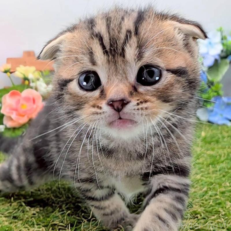 販売中の大阪府のスコティッシュフォールド(折れ耳)-139079の3枚目