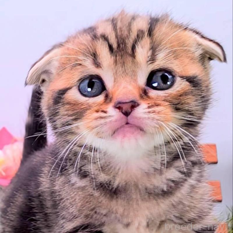 販売中の大阪府のスコティッシュフォールド(折れ耳)-139079の2枚目