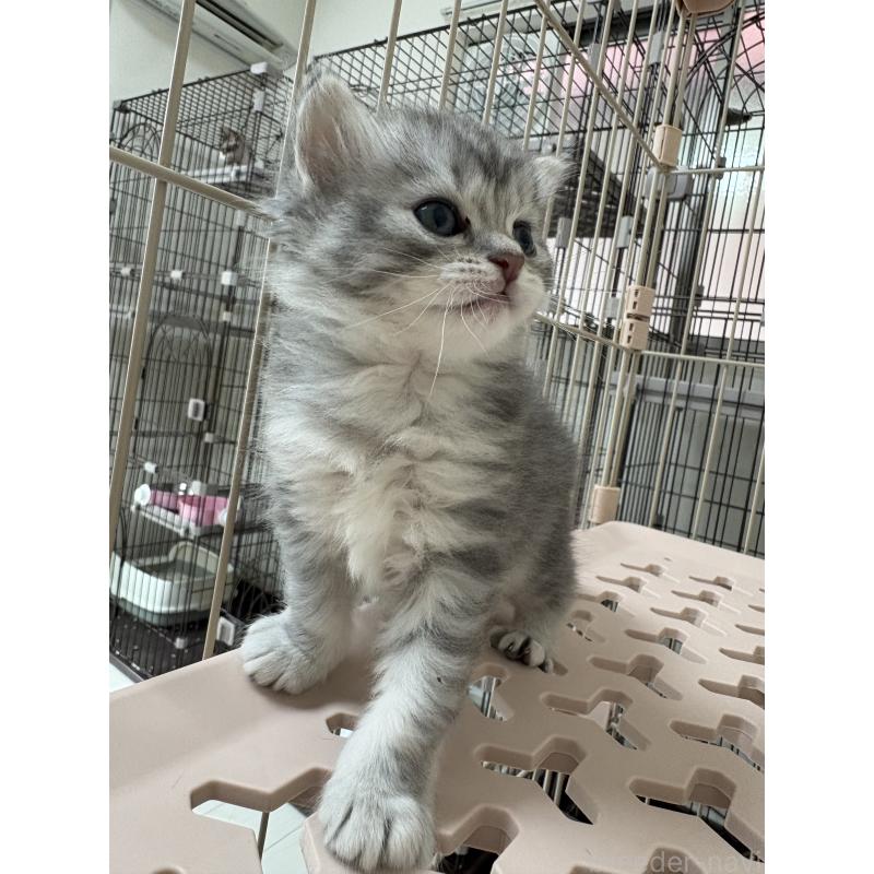 販売中の愛知県のミヌエット-139081の4枚目