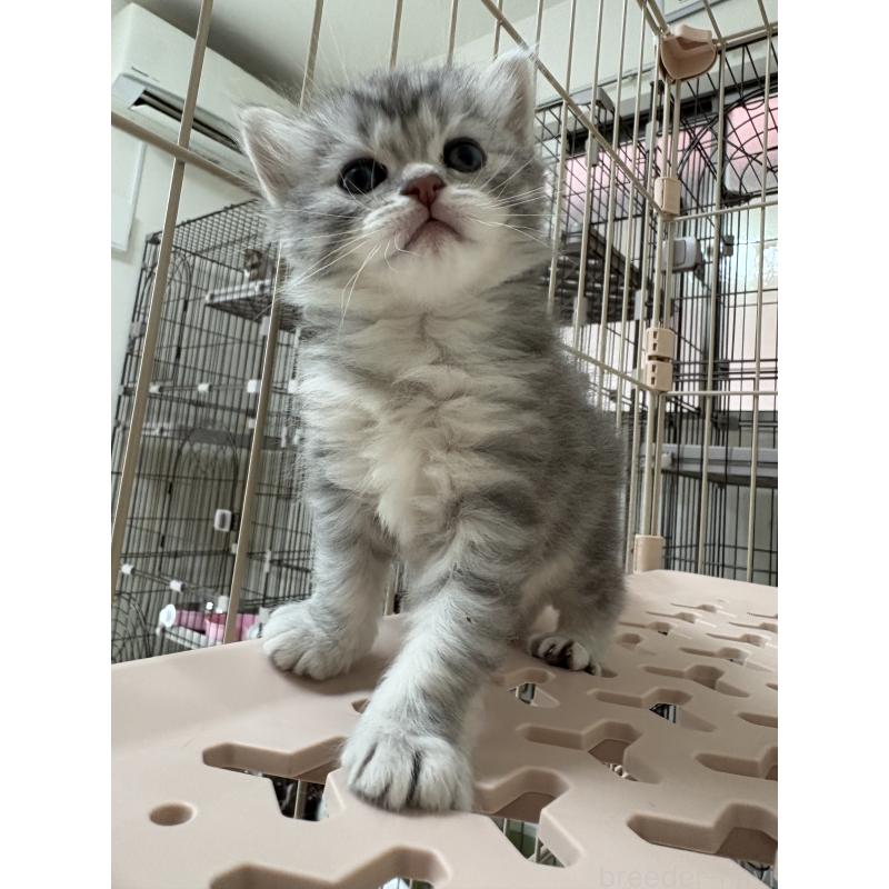 販売中の愛知県のミヌエット-139081の3枚目