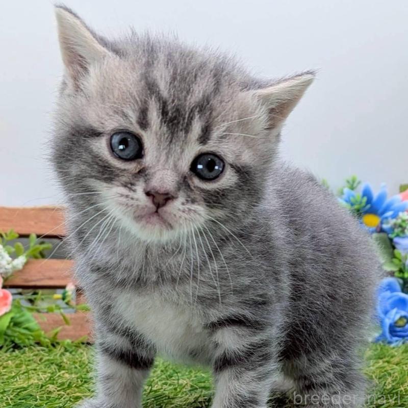 販売中の大阪府のスコティッシュフォールド-139080の5枚目